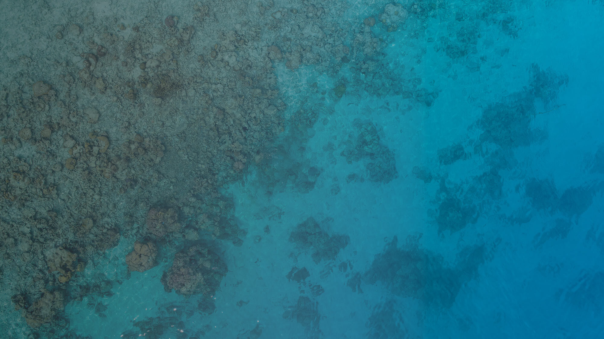 Healthy Oceans, Healthy Planet